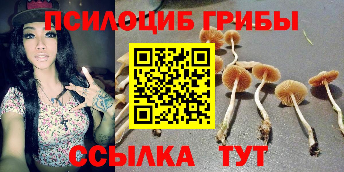 купить наркотик  Славянск-на-Кубани  Псилоцибиновые грибы MAGIC MUSHROOMS  Псилоцибиновые грибы GOLDEN TEACHER 